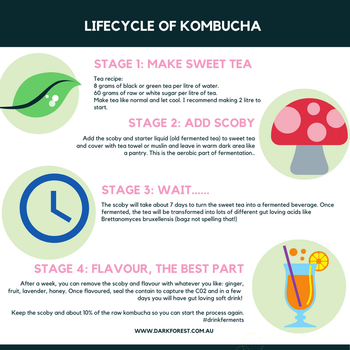 Make your own kombucha
