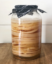 Load image into Gallery viewer, Scoby hotel filled with beautiful kombucha aged and ready for you to use to propagate your own at home
