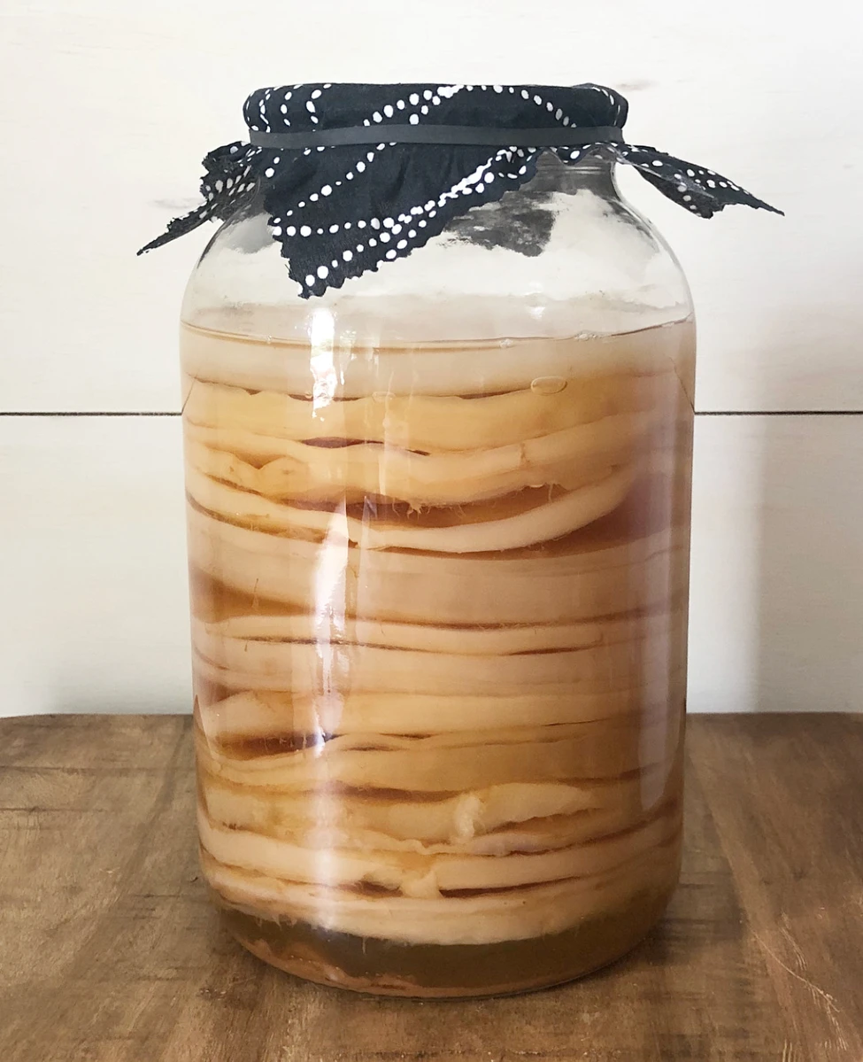 Scoby hotel filled with beautiful kombucha aged and ready for you to use to propagate your own at home